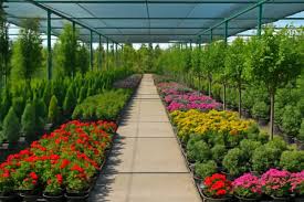 Nurseries and gardens